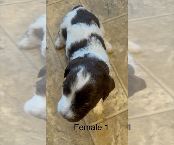 Medium Photo #8 Goldendoodle Puppy For Sale in SPARTANBURG, SC, USA