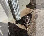 Small #1 American Bulldog Mix