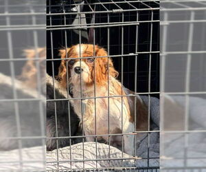 Cavalier King Charles Spaniel Dogs for adoption in Lewistown, PA, USA