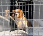 Small Cavalier King Charles Spaniel
