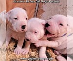 Small Photo #79 Dogo Argentino Puppy For Sale in JANE, MO, USA