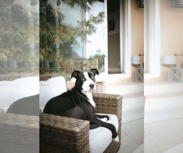 Medium Photo #3 American Staffordshire Terrier-Siberian Husky Mix Puppy For Sale in La Verne, CA, USA