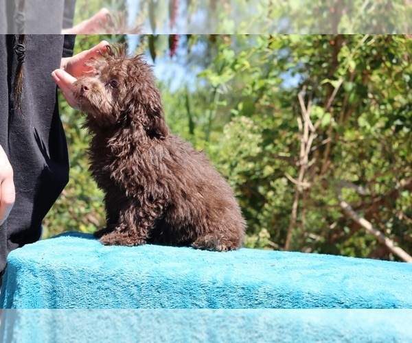 Medium Photo #23 ShihPoo Puppy For Sale in DYERSBURG, TN, USA