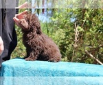 Small #22 ShihPoo