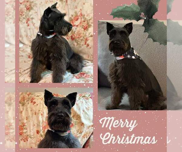 Medium Photo #1 Schnauzer (Miniature) Puppy For Sale in KILGORE, TX, USA