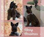 Small Photo #1 Schnauzer (Miniature) Puppy For Sale in KILGORE, TX, USA