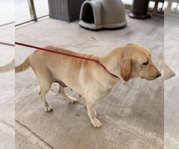 Medium Photo #3 Labrador Retriever-Unknown Mix Puppy For Sale in Yardley, PA, USA