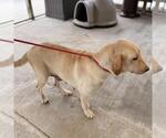 Small #2 Labrador Retriever Mix