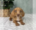 Small #1 Dachshund