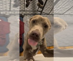 Small #1 Labrador Retriever Mix