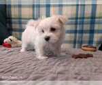 Small Photo #14 Maltese Puppy For Sale in OCALA, FL, USA