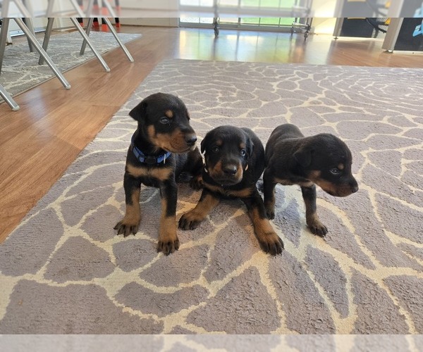 Medium Photo #5 Doberman Pinscher Puppy For Sale in MONROE, NC, USA