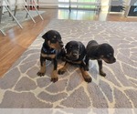 Small #4 Doberman Pinscher