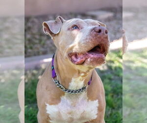 BETTY WHITE - Female Mutt Dog for Adoption - Photo #5