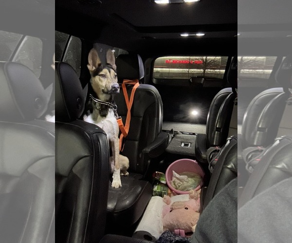 Medium Photo #2 German Shepherd Dog-Unknown Mix Puppy For Sale in Woodbury, NY, USA