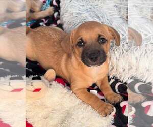 Dachshund-Unknown Mix Dogs for adoption in Cave Creek, AZ, USA