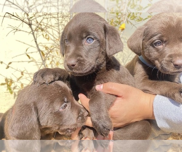 Medium Photo #1 Labrador Retriever Puppy For Sale in MORENO VALLEY, CA, USA