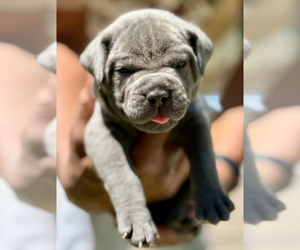 Medium Cane Corso
