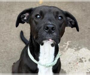 Labrador Retriever-Unknown Mix Dogs for adoption in Tulsa, OK, USA