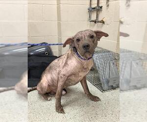 Mutt Dogs for adoption in Conroe, TX, USA