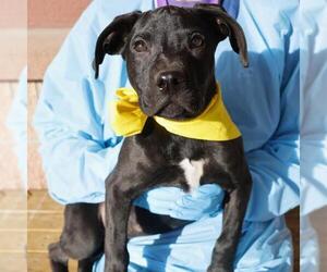 Labrador Retriever-Unknown Mix Dogs for adoption in San Antonio, TX, USA