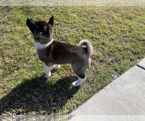 Medium Photo #6 Akita Puppy For Sale in FONTANA, CA, USA
