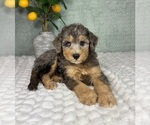 Small #4 Bernedoodle (Miniature)