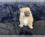 Small Photo #5 Pomeranian Puppy For Sale in TEMECULA, CA, USA