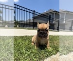 Small #7 French Bulldog