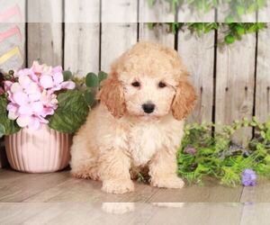 Poochon Puppy for sale in MOUNT VERNON, OH, USA