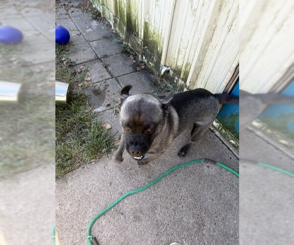 Medium Photo #7 Pug-Unknown Mix Puppy For Sale in Houston, TX, USA