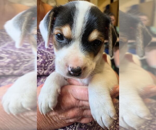 Medium Photo #1 Mutt Puppy For Sale in St. Augustine, FL, USA