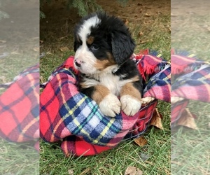 Bernese Mountain Dog Puppy for sale in GOSHEN, IN, USA