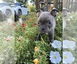Small #6 Faux Frenchbo Bulldog
