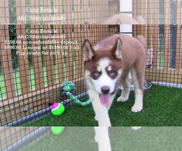 Medium Photo #1 Siberian Husky Puppy For Sale in LAURENS, SC, USA