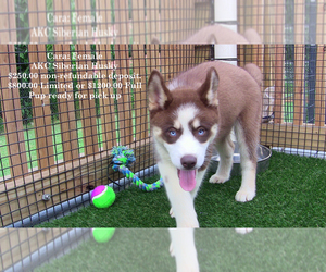Siberian Husky Puppy for Sale in LAURENS, South Carolina USA
