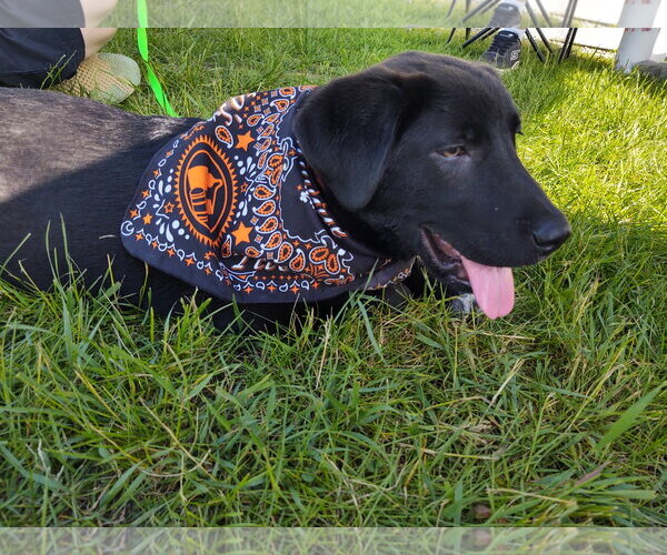 Medium Photo #5 Labrador Retriever-Unknown Mix Puppy For Sale in Croydon, NH, USA