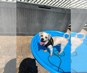 Shih Tzu-Unknown Mix Dogs for adoption in Berlin, MD, USA