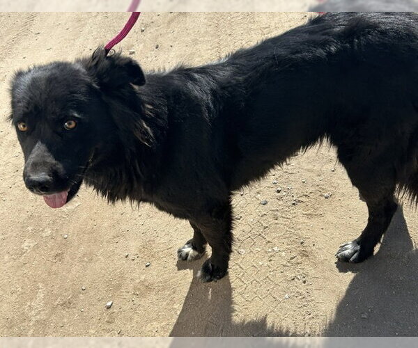 Medium Photo #1 Border Collie-Unknown Mix Puppy For Sale in HESPERIA, CA, USA