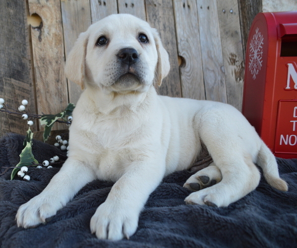 Medium Photo #3 Labrador Retriever Puppy For Sale in HONEY BROOK, PA, USA