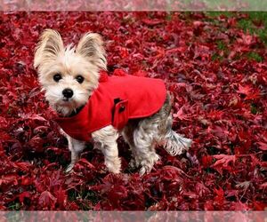 Mutt Dogs for adoption in Allentown,, PA, USA