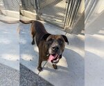 Small Photo #2 Boxer-Mastiff Mix Puppy For Sale in Hollister, CA, USA