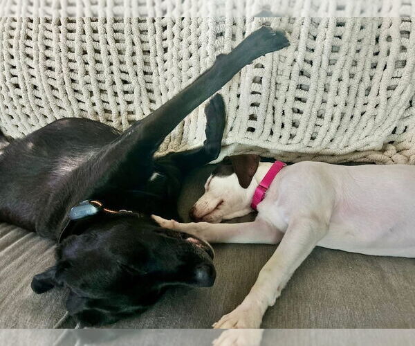 Medium Photo #6 Labrador Retriever-Unknown Mix Puppy For Sale in Brewster, NY, USA