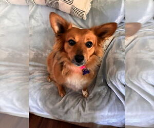 Pembroke Welsh Corgi-Unknown Mix Dogs for adoption in Gulfport, MI, USA
