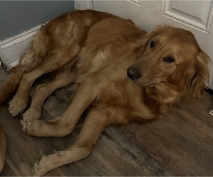 Mother of the Golden Retriever puppies born on 08/18/2023