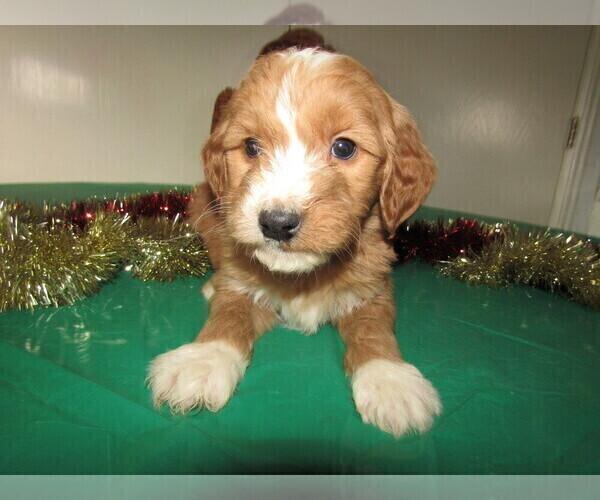 Medium Photo #9 Goldendoodle Puppy For Sale in FORT WAYNE, IN, USA