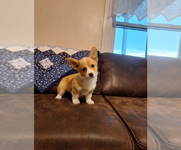Medium Photo #3 Pembroke Welsh Corgi Puppy For Sale in SHILOH, OH, USA