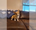 Small #2 Pembroke Welsh Corgi