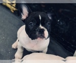 Small Photo #2 French Bulldog Puppy For Sale in LEWIS CENTER, OH, USA