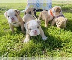 Small Photo #11 English Bulldog Puppy For Sale in JOSHUA, TX, USA